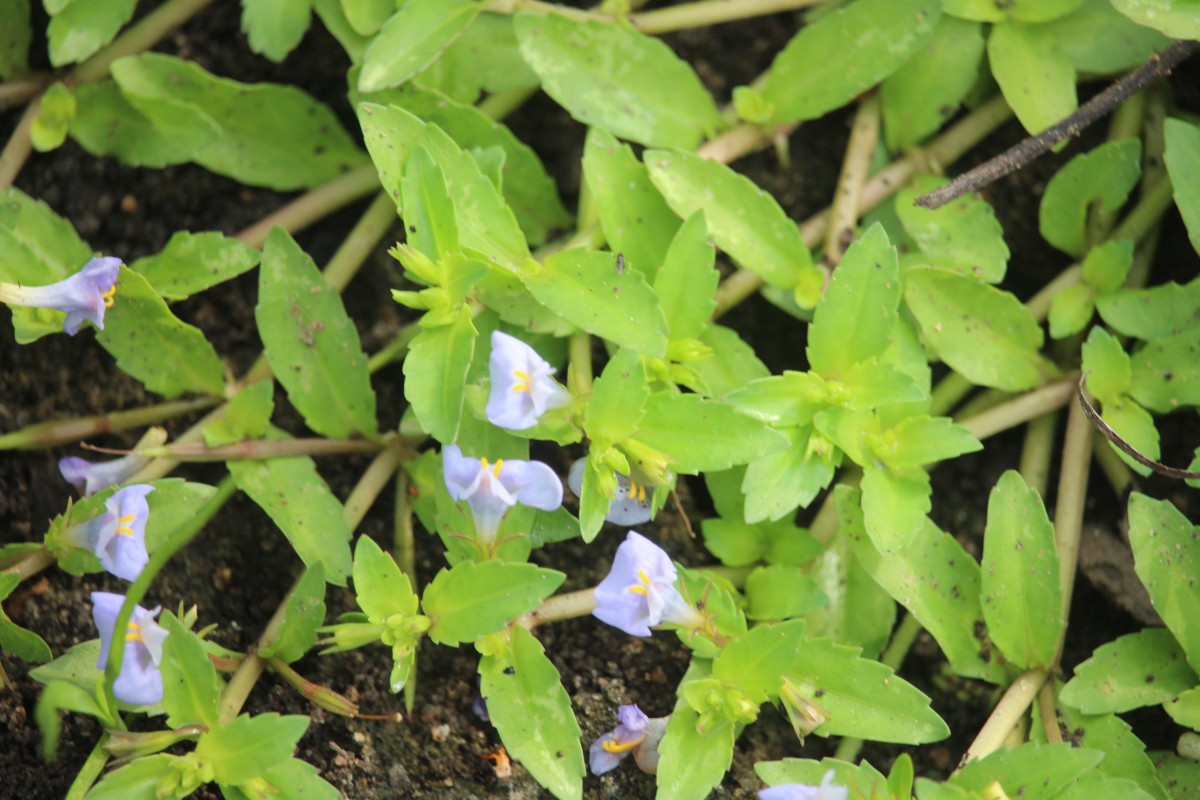 Bonnaya antipoda (L.) Druce